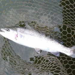 大安トラウトレイク 釣果